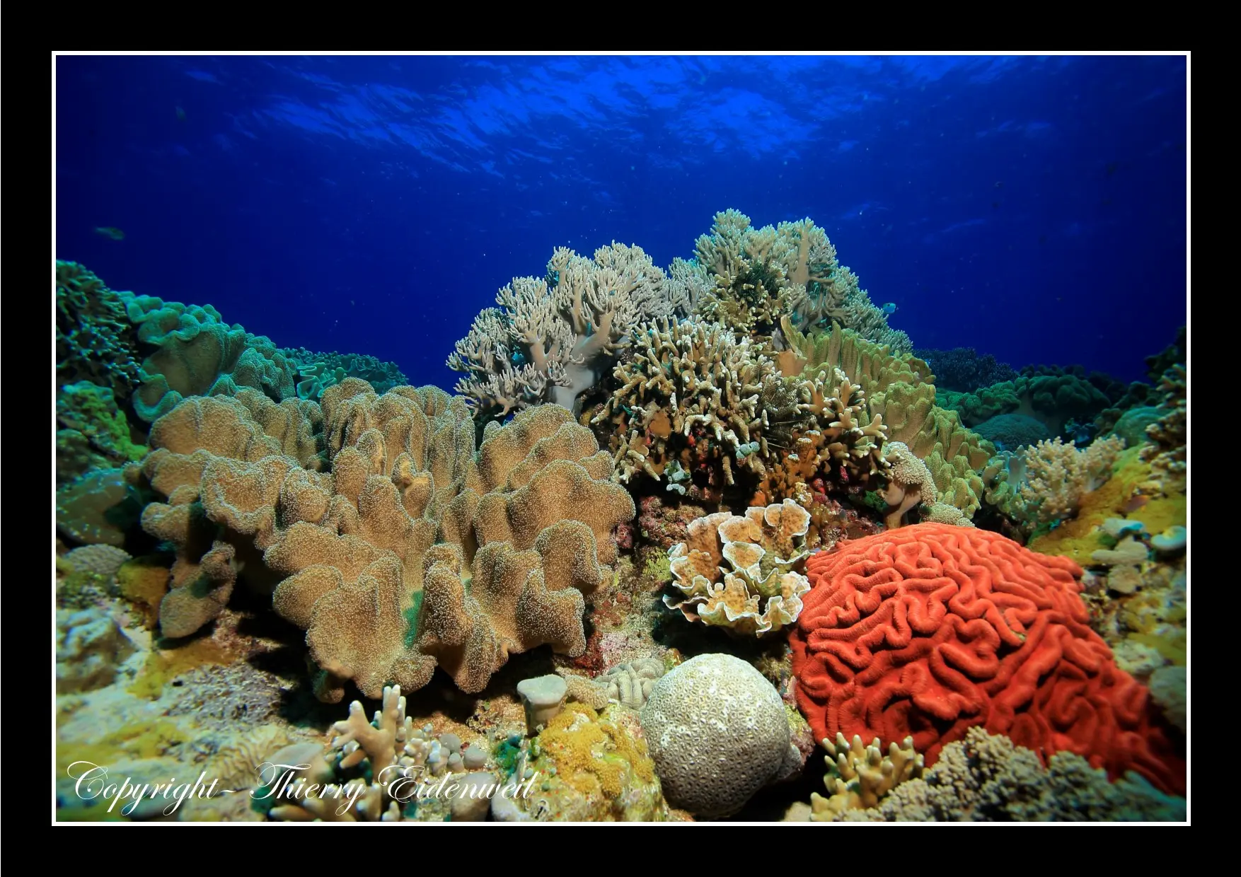 Anilao Macro Dive Media Highlight